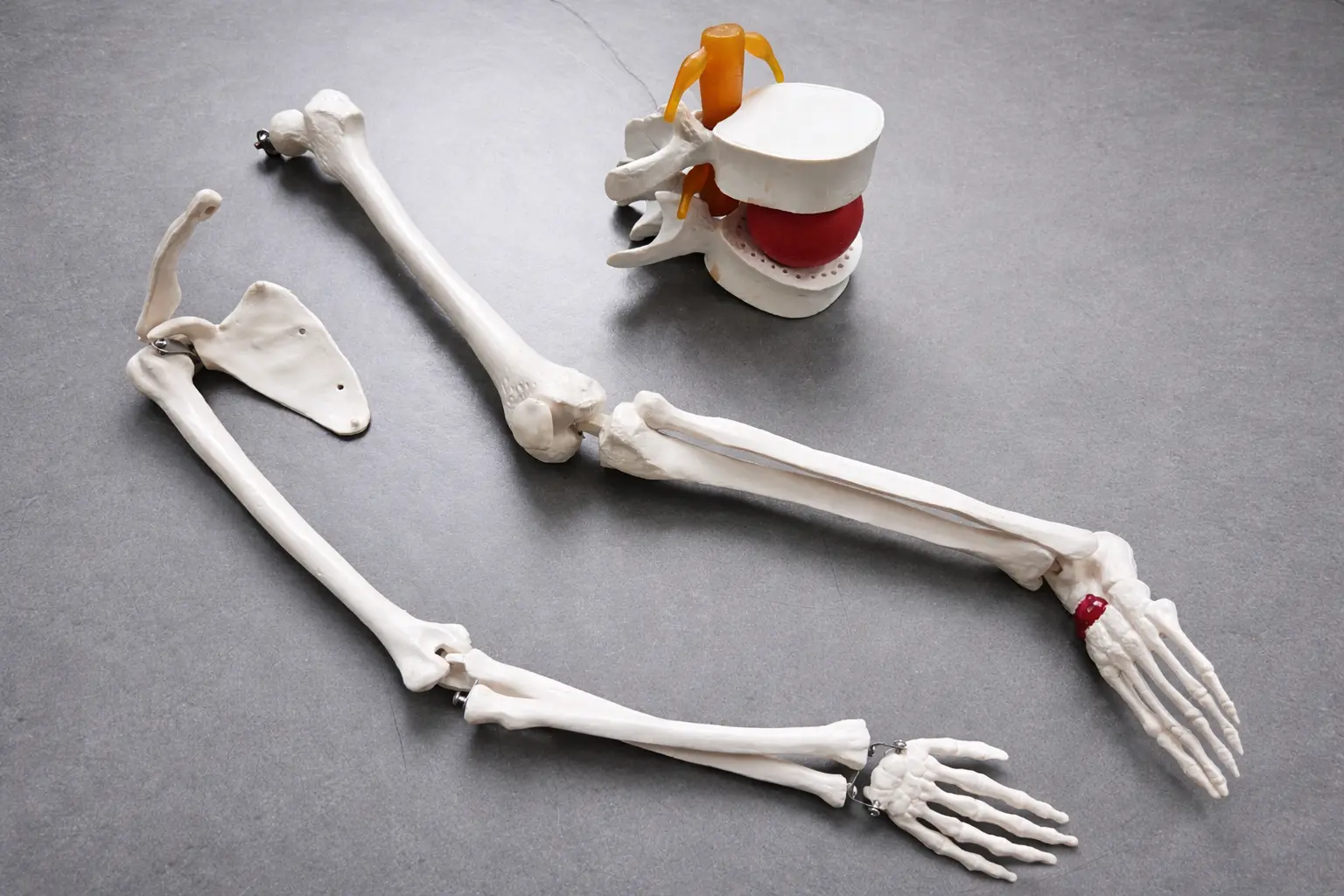 exemplo de esqueleto humano sintético para explicações de anatomia. Partes: braço, perna inteira e disco da coluna
